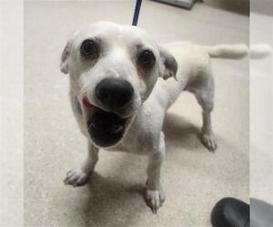 Chihuahua Dogs for adoption in Bakersfield, CA, USA