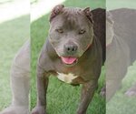 Small Photo #5 Bulldog-Unknown Mix Puppy For Sale in Miami, FL, USA