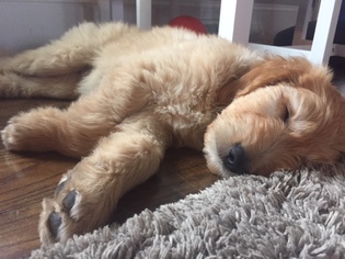 Goldendoodle Puppy for sale in FRANKLIN, TN, USA