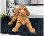Small Photo #4 Miniature Labradoodle Puppy For Sale in FRANKLIN, IN, USA