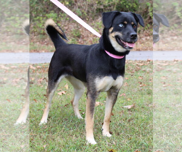 Medium Photo #2 Siberian Husky-Unknown Mix Puppy For Sale in Prattville, AL, USA