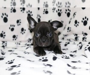 French Bulldog Puppy for sale in C GABLES, FL, USA