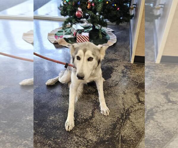 Medium Photo #1 Siberian Husky-Unknown Mix Puppy For Sale in Rockwall, TX, USA