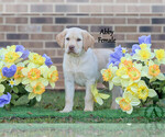 Puppy Abby Labrador Retriever