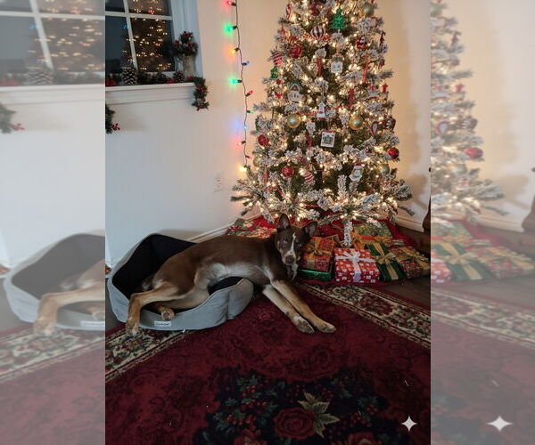 Medium Photo #8 Australian Kelpie-Australian Shepherd Mix Puppy For Sale in McKinney, TX, USA