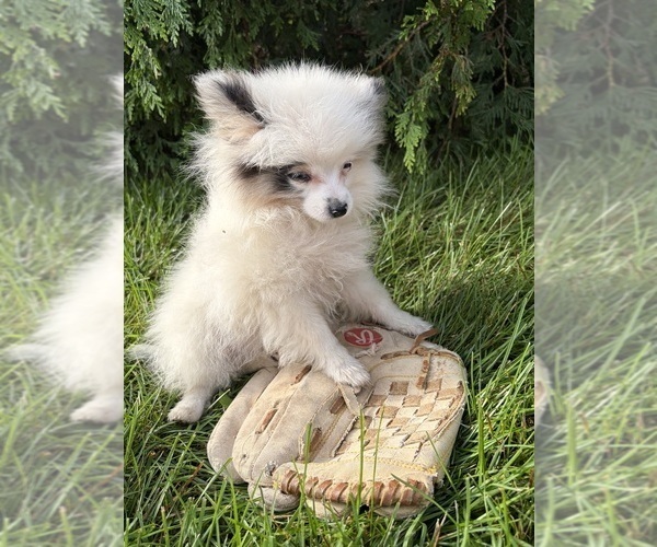 Medium Photo #4 Pomeranian Puppy For Sale in MIDDLEBURY, IN, USA
