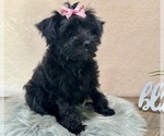 Small #5 YorkiePoo