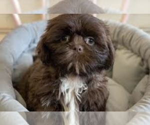 Shih Tzu Puppy for sale in ATHENS, GA, USA