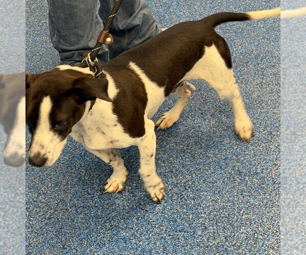 Medium Photo #3 Basset Hound Puppy For Sale in Tarboro, NC, USA