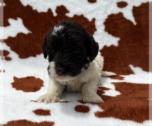 Doodle-Poodle (Standard) Mix Puppy for sale in NICHOLLS, GA, USA