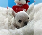 Small Photo #3 French Bulldog Puppy For Sale in WATER MILL, NY, USA