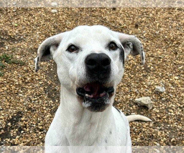 Medium Photo #1 American Bulldog-Pointer Mix Puppy For Sale in Anniston, AL, USA