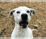 Marley - Male American Bulldog-Pointer Mix Dog for Adoption - Small photo