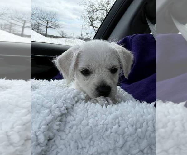 Medium Photo #2 Malchi Puppy For Sale in Wenonah, NJ, USA