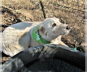 Zorro - Male Great Pyrenees-Retriever  Mix Dog for Adoption - Photo #3