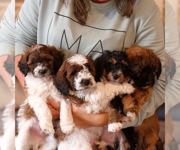 Medium Photo #4 Bernedoodle (Miniature) Puppy For Sale in NEW HOLLAND, PA, USA