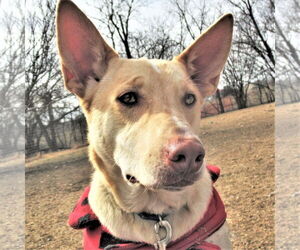 Catahoula Leopard Dog-Siberian Husky Mix Dogs for adoption in Godley, TX, USA