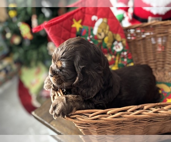 Medium Photo #3 Cocker Spaniel Puppy For Sale in COLBERT, GA, USA