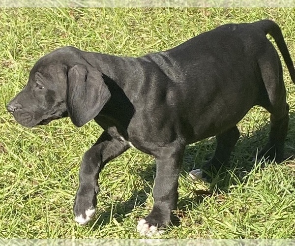 Medium Photo #4 Great Dane Puppy For Sale in SILSBEE, TX, USA