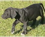 Small #3 Great Dane