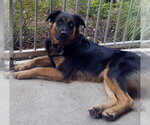 Small Photo #6 Australian Shepherd-German Shepherd Dog Mix Puppy For Sale in Alvin, TX, USA