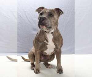 ZUZU - Female Mutt Dog for Adoption - Photo #5