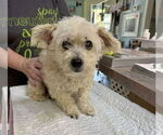 Small Maltipoo