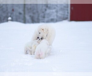 Father of the Great Pyrenees puppies born on 06/22/2025