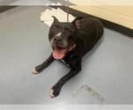 Small American Pit Bull Terrier