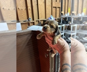 Dachshund Puppy for sale in WHITE OAK, GA, USA