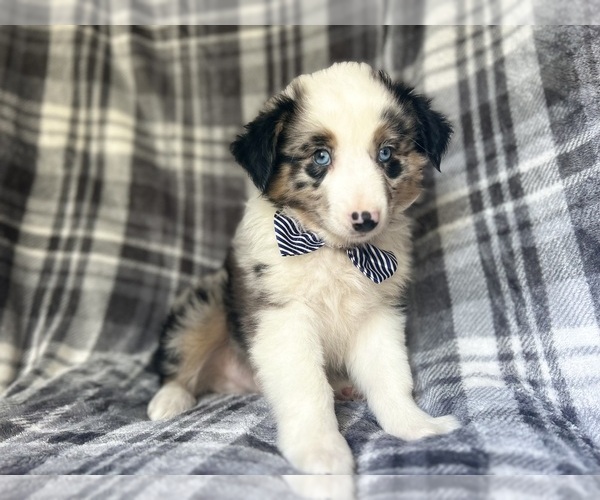 Medium Photo #6 Miniature Australian Shepherd Puppy For Sale in LAKELAND, FL, USA