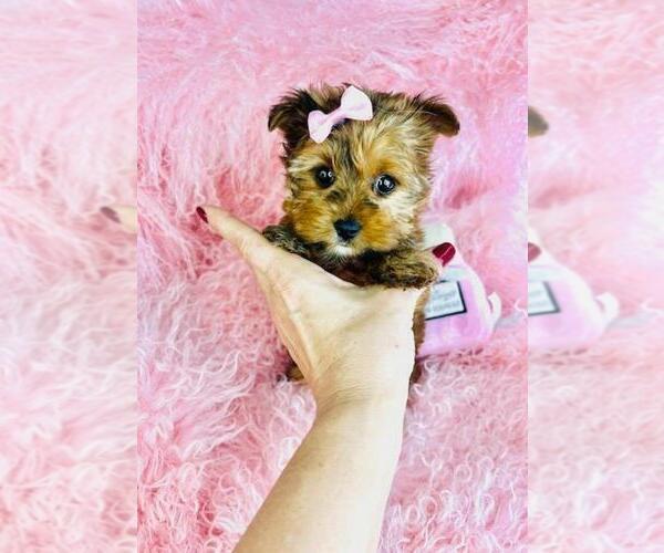 Medium Photo #19 Yorkshire Terrier Puppy For Sale in TAMPA, FL, USA