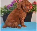 Small Photo #1 Poodle (Miniature) Puppy For Sale in MILLERSBURG, OH, USA