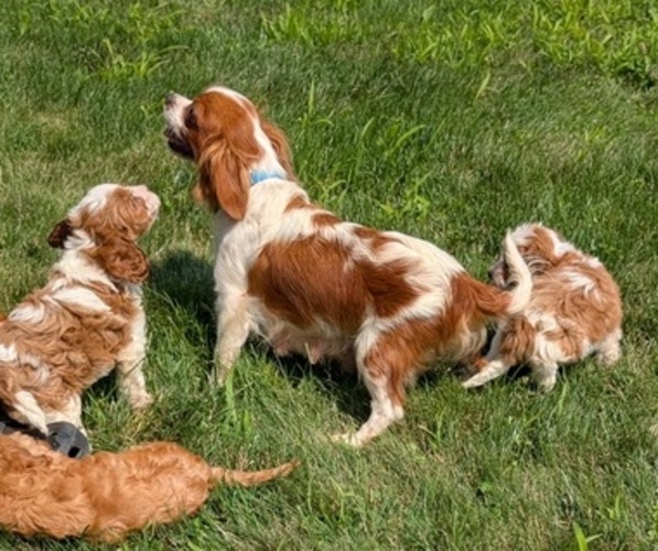 Medium Photo #40 Cavapoo Puppy For Sale in GOSHEN, IN, USA