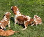 Small Photo #40 Cavapoo Puppy For Sale in GOSHEN, IN, USA