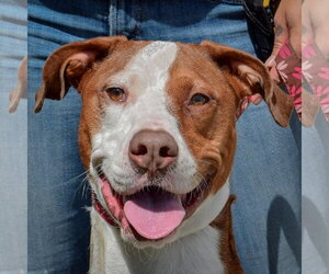 American Staffordshire Terrier-Vizsla Mix Dogs for adoption in Huntley, IL, USA