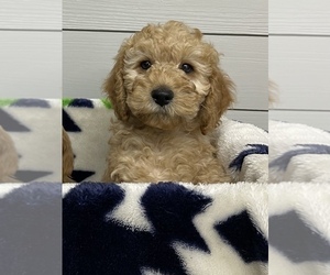 Cockapoo-Poodle (Miniature) Mix Puppy for sale in BRISTOW, OK, USA