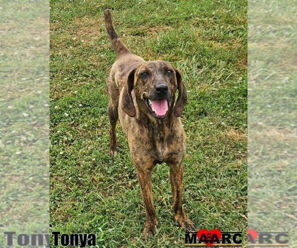 Medium Photo #1 Plott Hound Puppy For Sale in Maryville, TN, USA