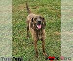 Small Plott Hound