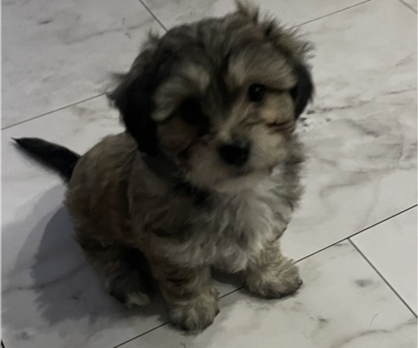 Medium Photo #9 Maltipoo Puppy For Sale in PALMDALE, CA, USA