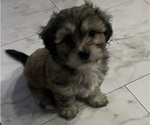 Small #8 Maltipoo