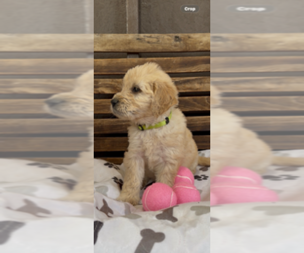 Medium Photo #19 Goldendoodle Puppy For Sale in MERCED, CA, USA