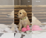 Small #18 Goldendoodle