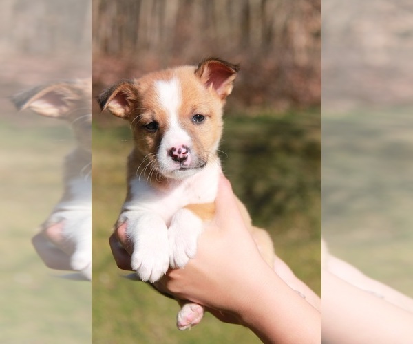 Medium Photo #4 Beagle-Shetland Sheepdog Mix Puppy For Sale in MEADVILLE, PA, USA