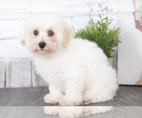 Medium Photo #1 Poodle (Toy) Puppy For Sale in RED LION, PA, USA