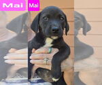 Small #1 Labrador Retriever Mix