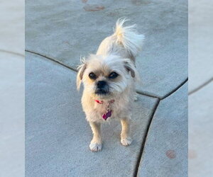 Pug-Unknown Mix Dogs for adoption in Ventura, CA, USA