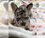 Small Photo #1 French Bulldog Puppy For Sale in MANKATO, MN, USA