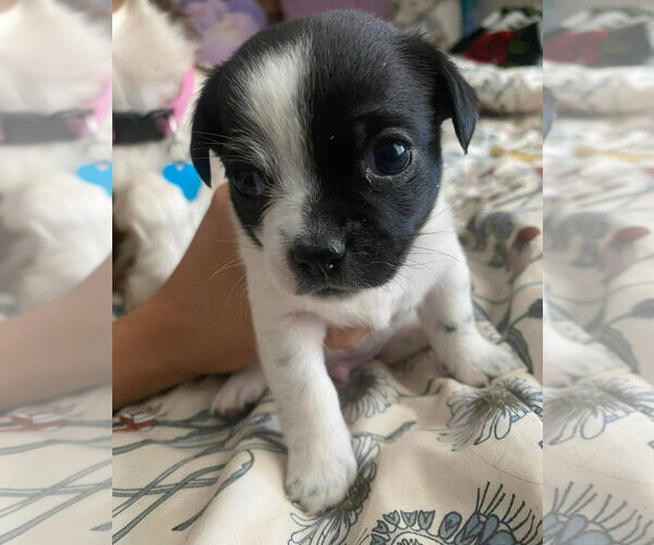 Medium Photo #3 Boston Terrier-Unknown Mix Puppy For Sale in Grafton, WI, USA