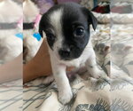 Small #2 Boston Terrier Mix
